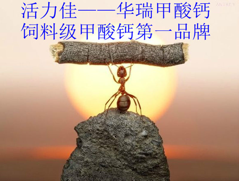 英国上市公司365牧业 英国上市公司365牧业