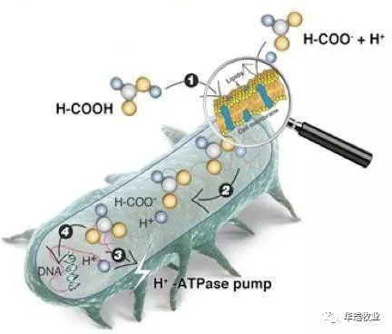二甲酸钾-钾乐 二甲酸钾-钾乐